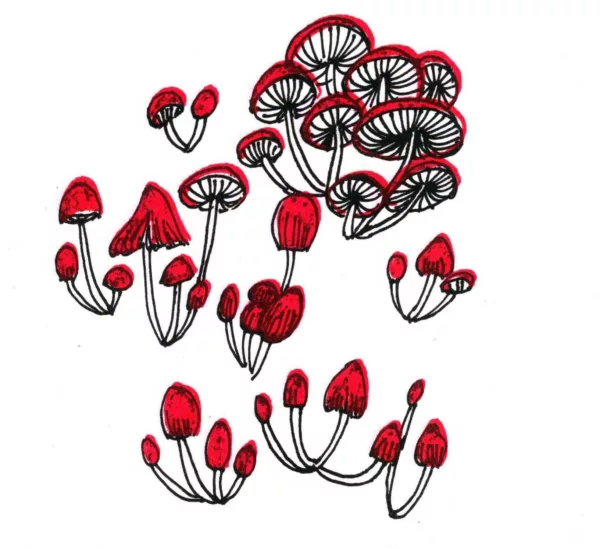 A pen-and-ink drawing of mushrooms depicted in red and black